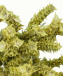 aa