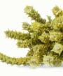 aa